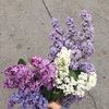 nidha_ahmed